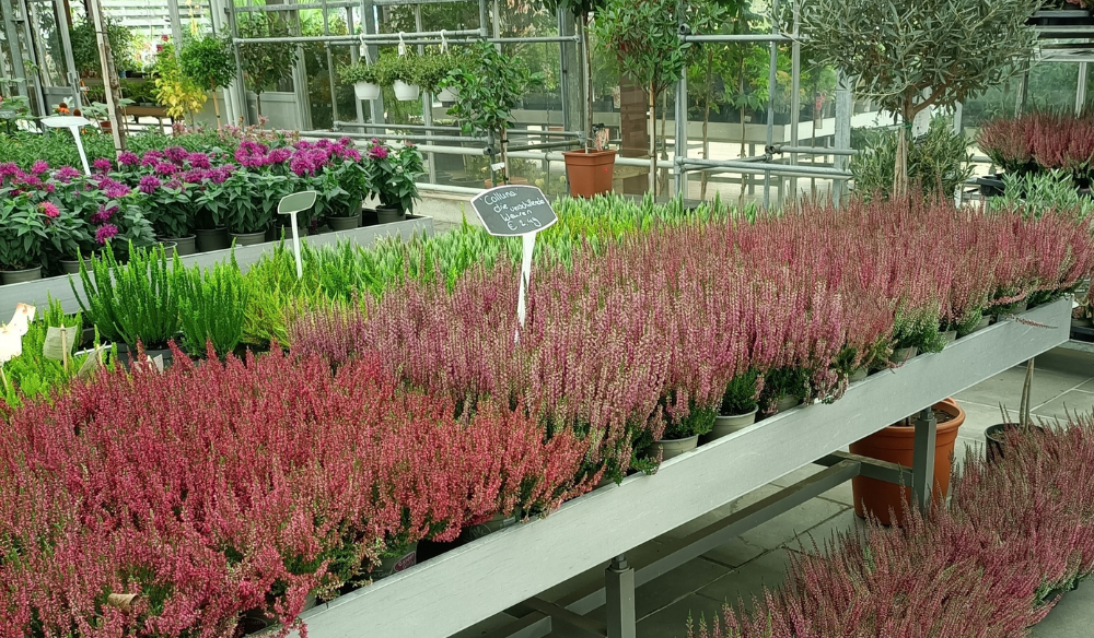 Bloeiers shop je bij Huis & Tuin Hoogeveen!