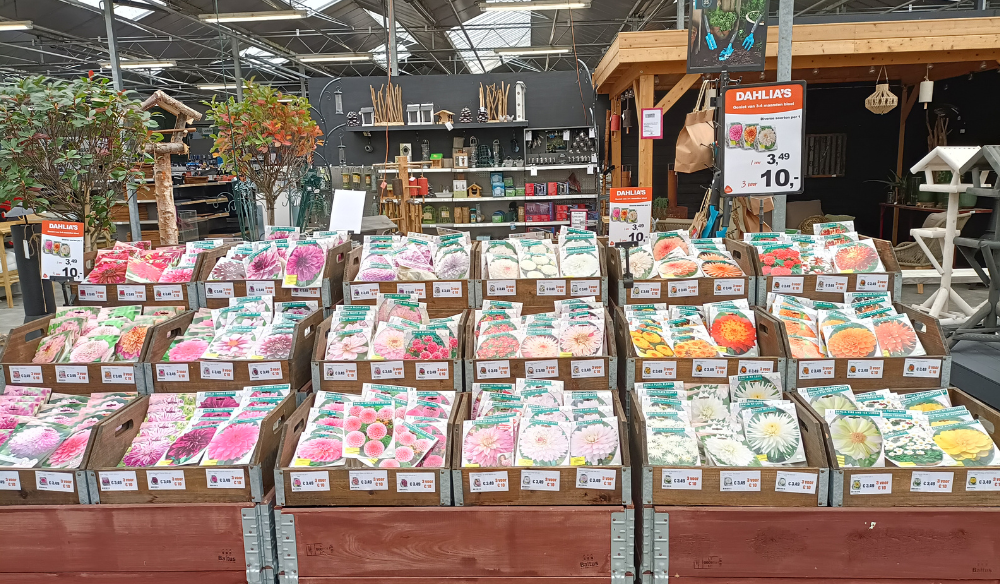 Zomerbollen | tuincentrum Huis & Tuin Hoogeveen