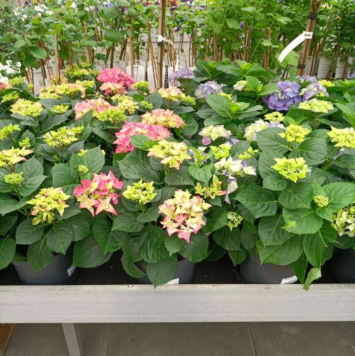 Hortensia kopen in Meppel, Assen of Hoogeveen? | Huis & Tuin Hoogeveen