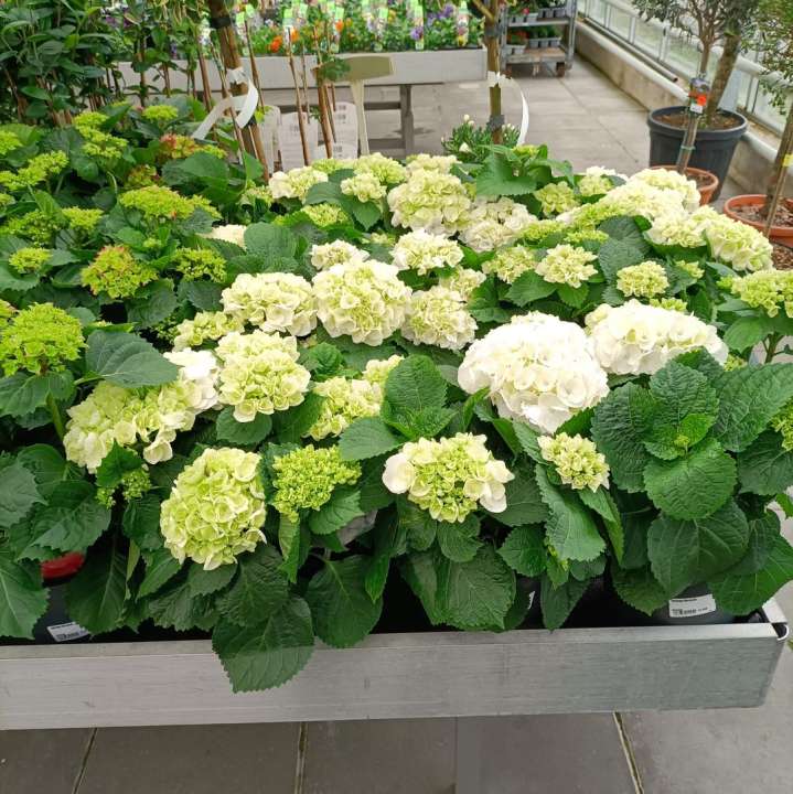 Hortensia kopen in Meppel, Assen of Hoogeveen? | Huis & Tuin Hoogeveen