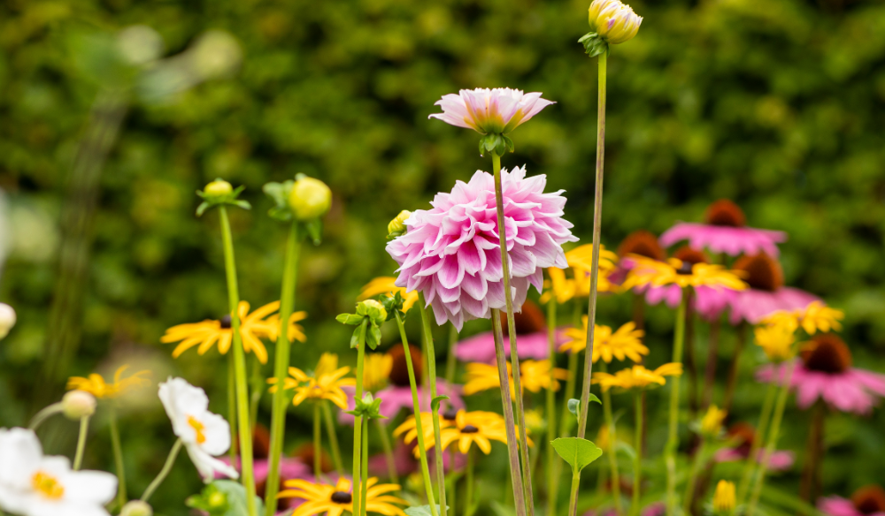 Zomerbloeiers shop je bij Huis & Tuin Hoogeveen!
