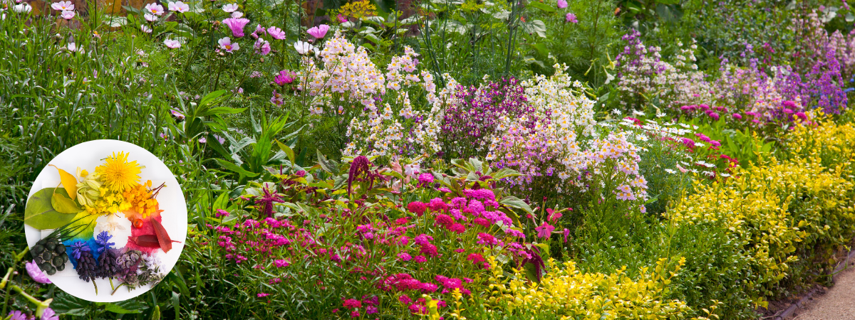 Geef je border wat kleur met deze tuinplanten!