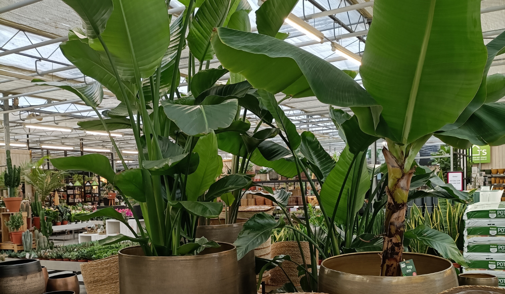 Kamerplanten | Huis & Tuin Hoogeveen