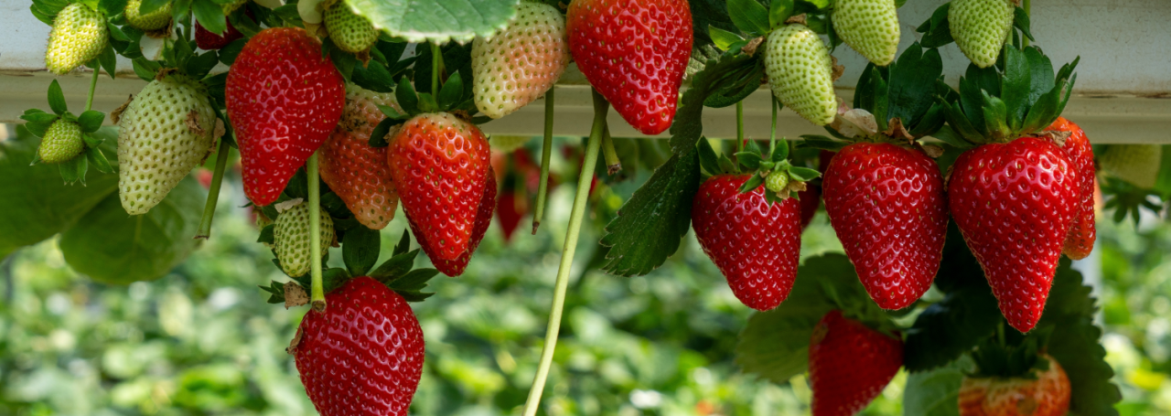 Aarbeienplant kopen? Kom naar tuincentrum Huis & Tuin Hoogeveen!