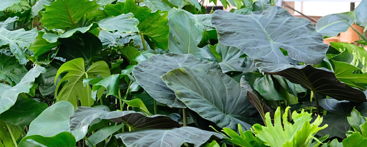 Koop nu een Alocasia bij Huis & Tuin Hoogeveen!