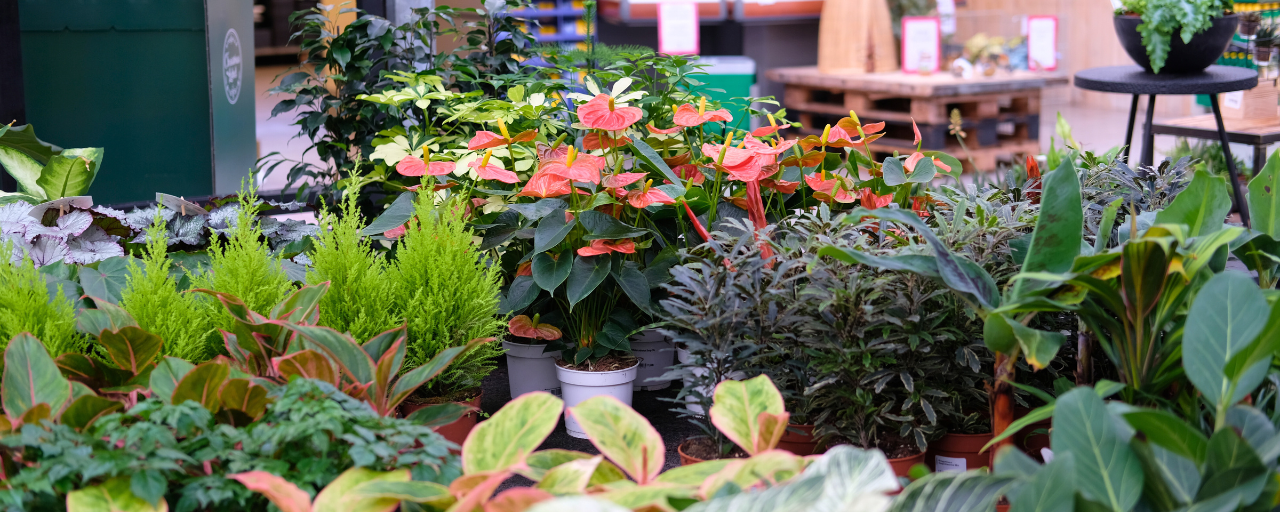 Tuincentrum Hoogeveen: shop de Anthurium!