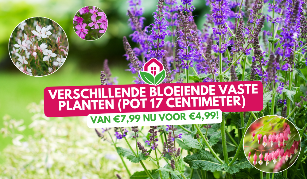 Aanbieding | Huis & Tuin Hoogeveen