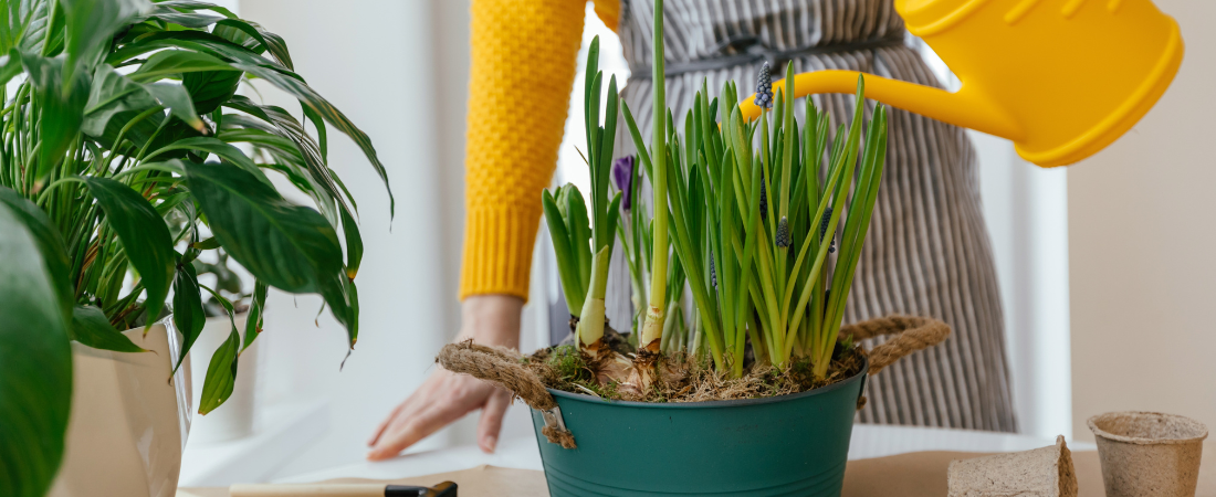 Bij Huis & Tuin Hoogeveen houden we van groen, kleur en een vleugje magie in de tuin. En laten bollen op pot daar nu precies voor zorgen! 
