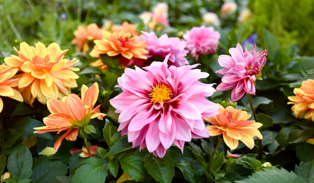 Zomerbloeiers shop je bij Huis & Tuin Hoogeveen!