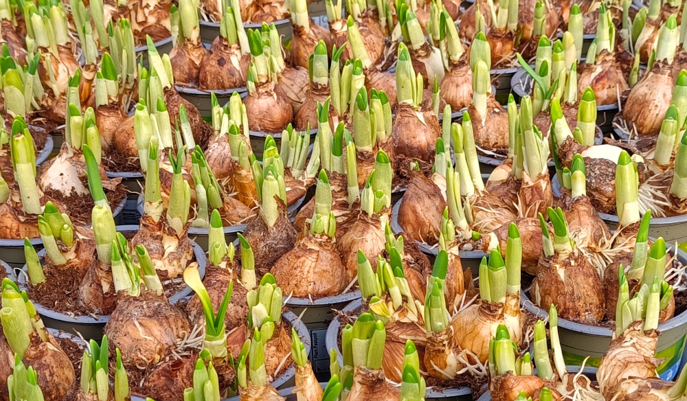 Bollen op pot | Huis & Tuin Hoogeveen Bollen op pot | Huis & Tuin Hoogeveen