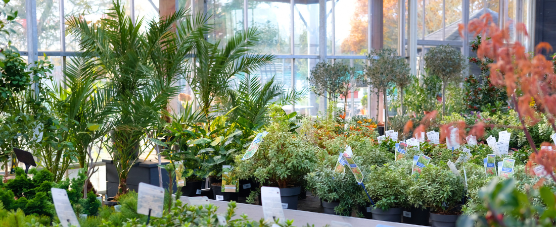 Koop een boom bij tuincentrum Huis & Tuin Hoogeveen!
