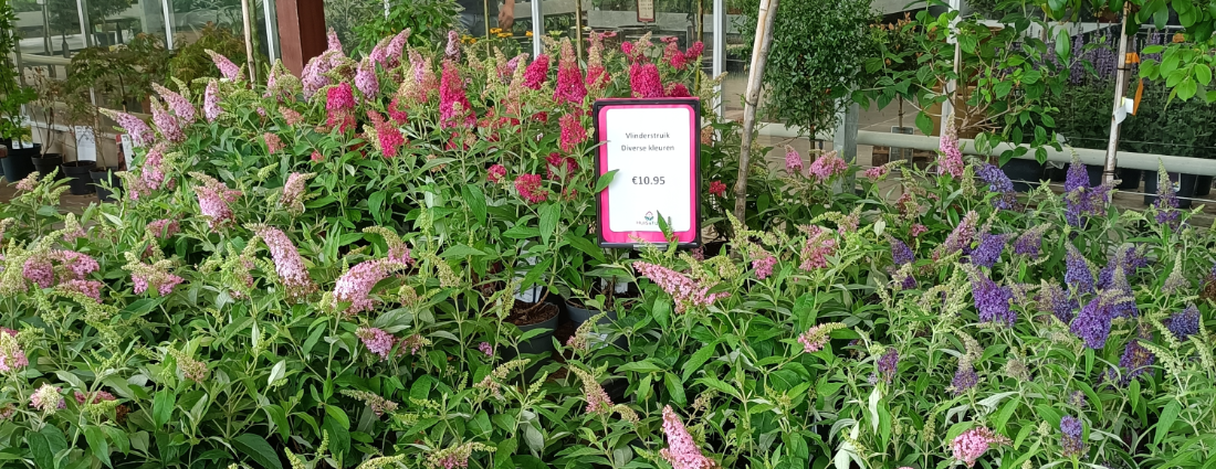 Buddleja 'Butterfly Candy' kopen? Je doet het bij Huis & Tuin Hoogeveen!