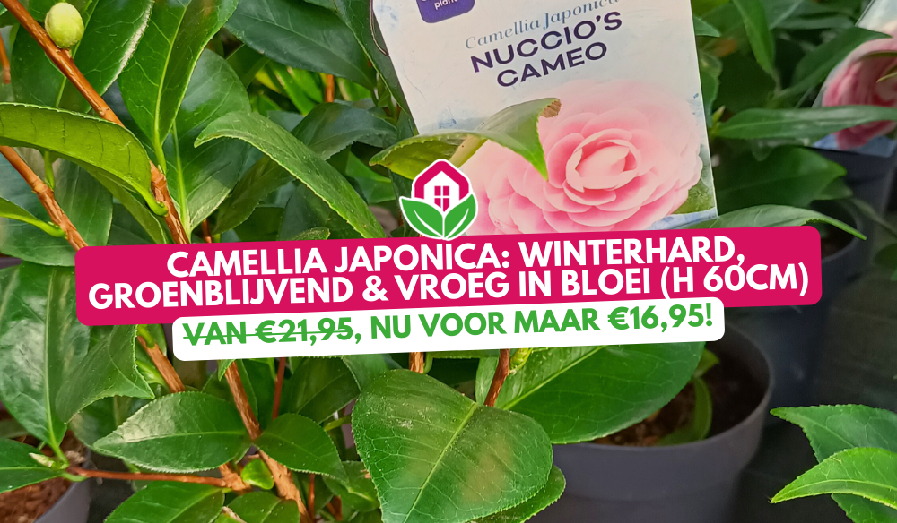 Aanbieding | Huis & Tuin Hoogeveen Aanbieding | Huis & Tuin Hoogeveen