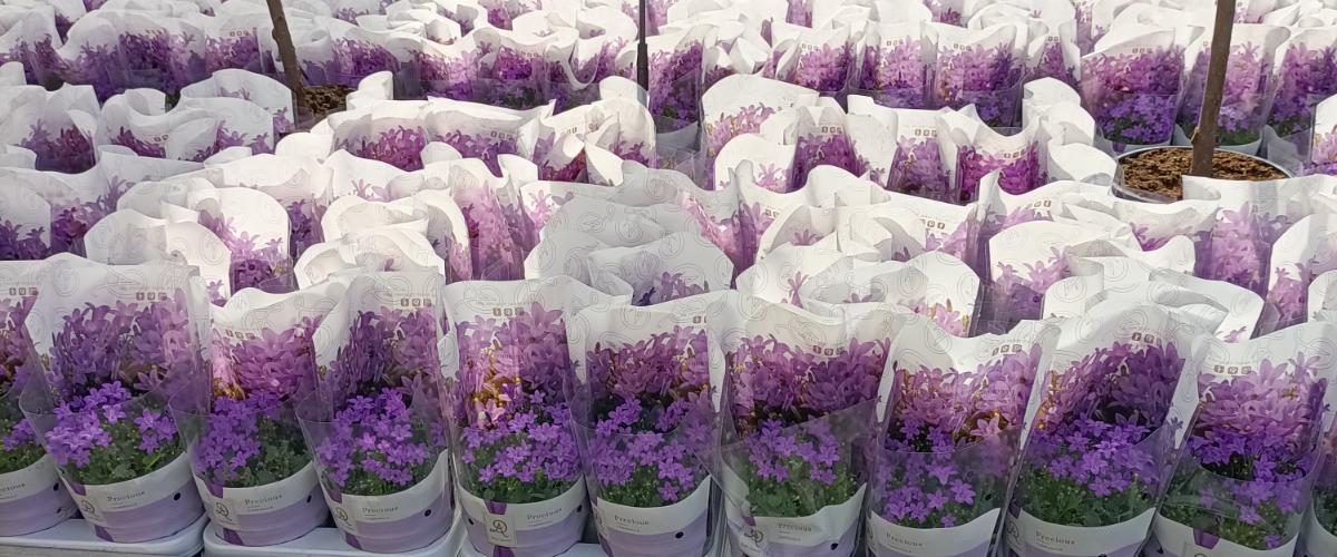 Campanula: de vrolijke lentebloeier voor jouw tuin
