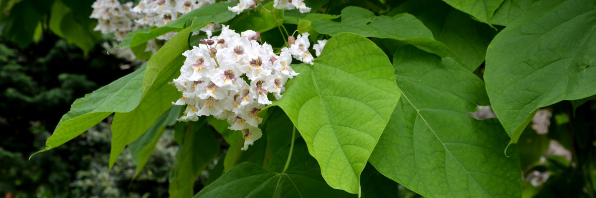 Catalpa bungei is een geweldige aanwinst voor jouw tuin!