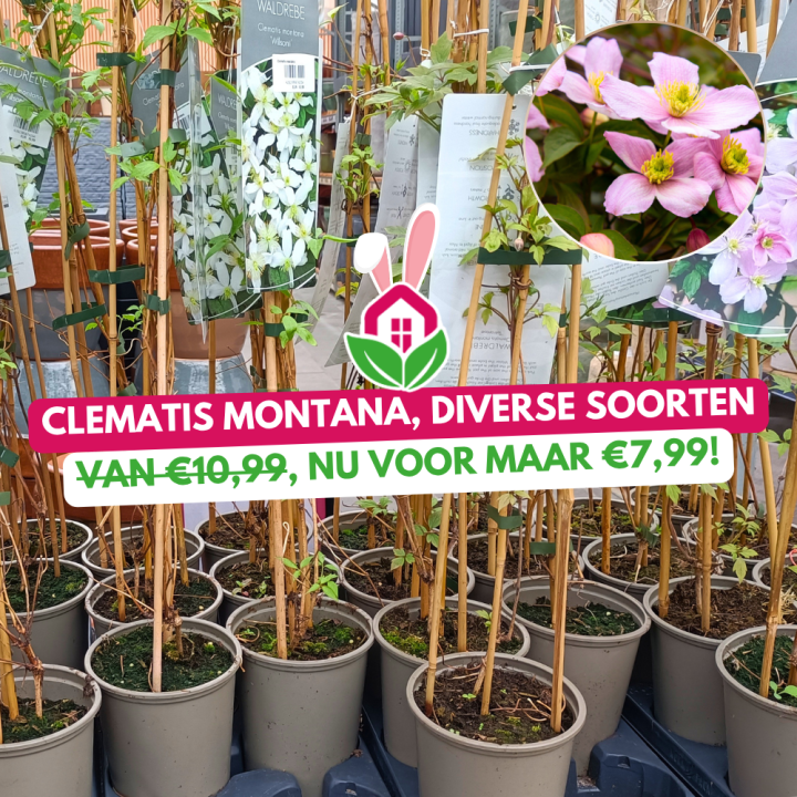 Aanbieding | Huis & Tuin Hoogeveen