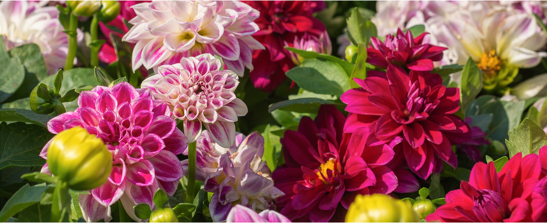 Zomerbollen, zoals de dahlia, koop je natuurlijk bij tuincentrum Huis & Tuin Hoogeveen!