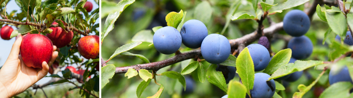 Fruitbomen en fruitplanten koop je bij Huis & Tuin Hoogeveen!