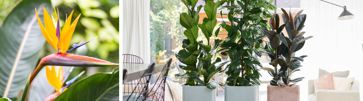 Bij Huis & Tuin Hoogeveen vind je de mooiste kamerplanten!