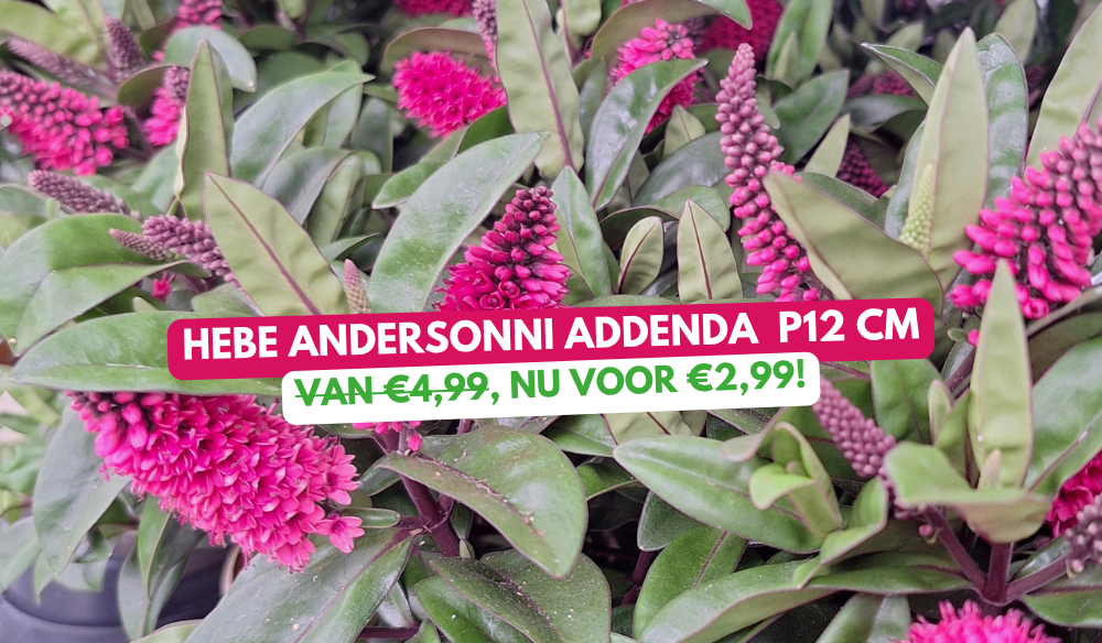 Weekaanbieding | Huis & Tuin Hoogeveen