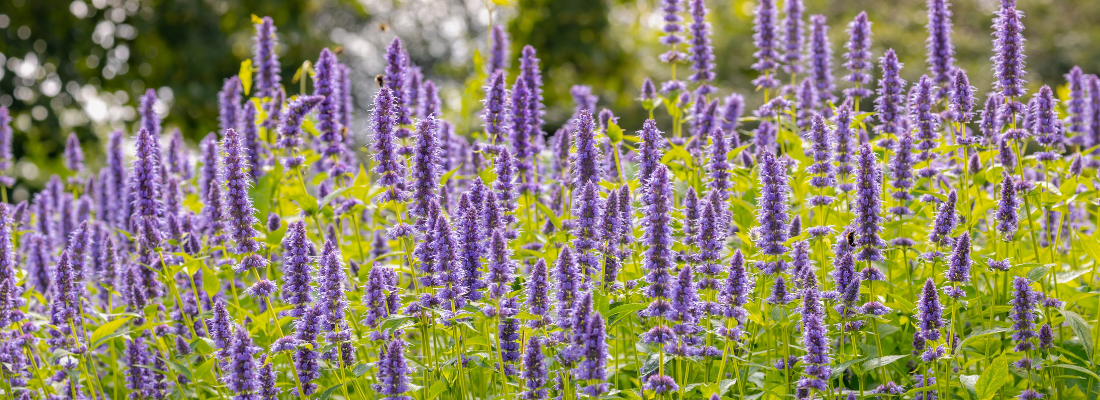Geurende vaste planten | Huis & Tuin Hoogeveen
