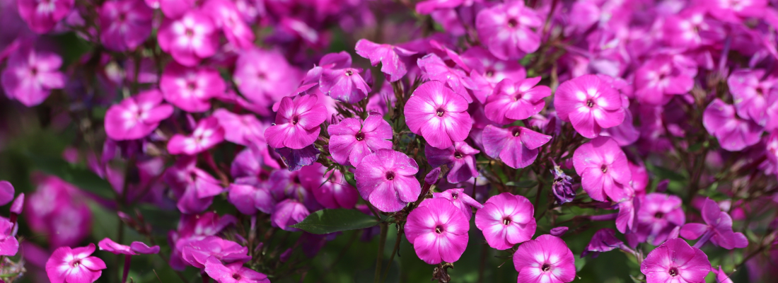 Geurende vaste planten | Huis & Tuin Hoogeveen
