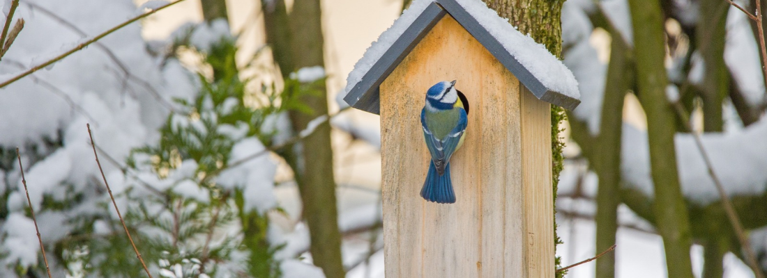 Vogelhuisjes | Tuincentrum Huis & Tuin Hoogeveen Vogelhuisjes | Tuincentrum Huis & Tuin Hoogeveen