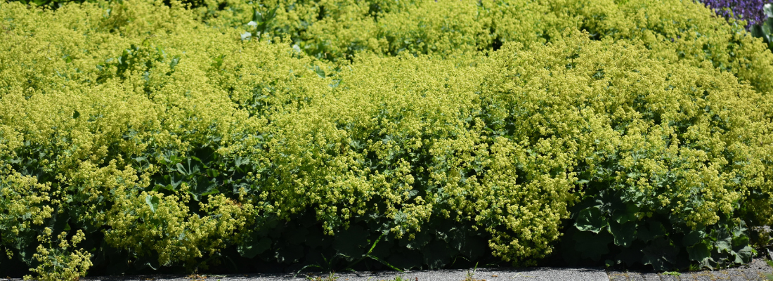 Alchemilla bodembedekker | Huis & Tuin Hoogeveen