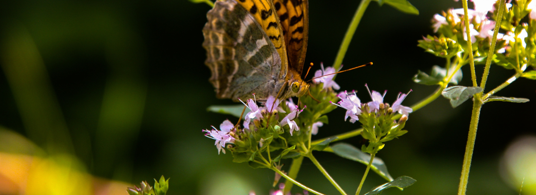 Wild & inheems | Tuincentrum Huis & Tuin Hoogeveen