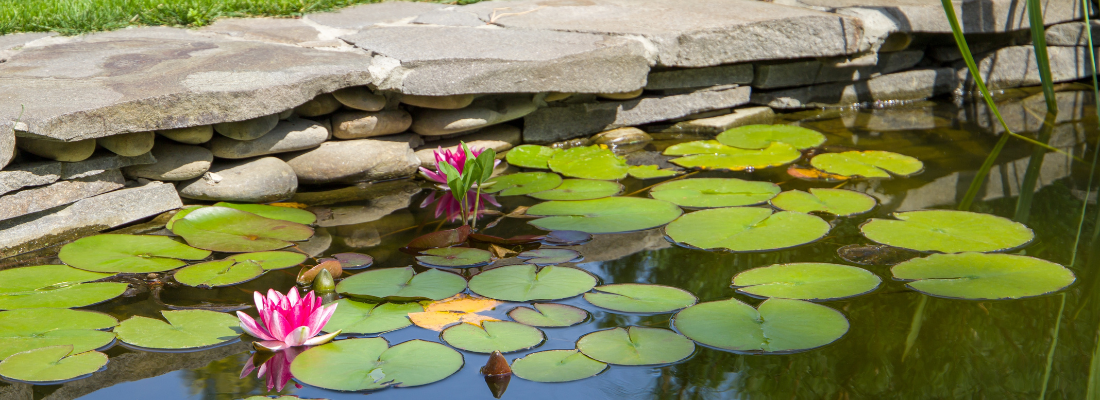 Water- & vijverplanten | Huis & Tuin Hoogeveen Water- & vijverplanten | Huis & Tuin Hoogeveen