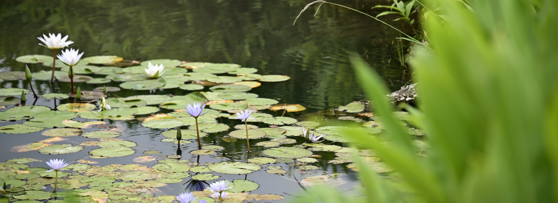 Water- & vijverplanten | Huis & Tuin Hoogeveen Water- & vijverplanten | Huis & Tuin Hoogeveen