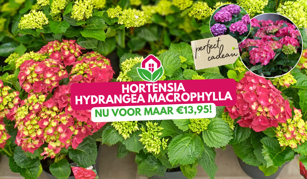 Aanbieding | Huis & Tuin Hoogeveen