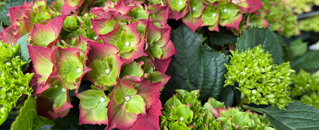 Hortensia kopen in Meppel, Assen of Hoogeveen? | Huis & Tuin Hoogeveen