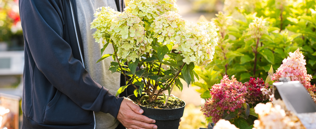 Hortensia kopen in Hoogeveen? Kom naar Huis & Tuin Hoogeveen!