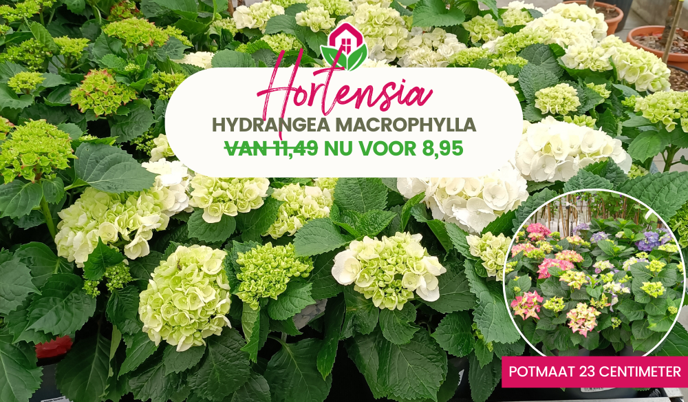 Alles voor een bloeiende voorjaarstuin vind je bij tuincentrum Huis & Tuin Hoogeveen!