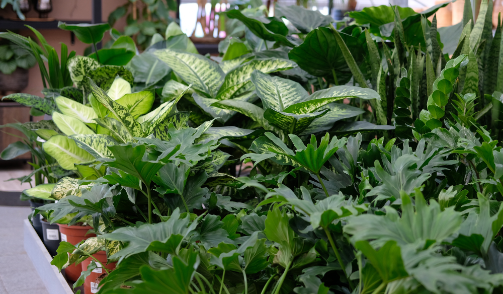 Kamerplanten | Huis & Tuin Hoogeveen