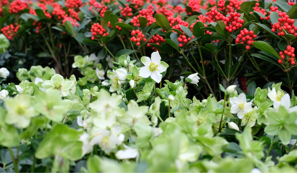 Bloeiers shop je bij Huis & Tuin Hoogeveen!