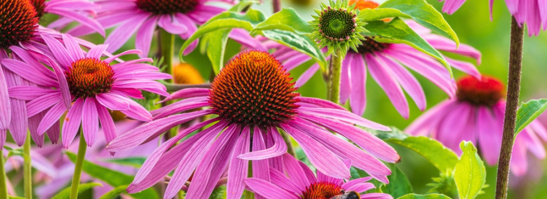 Bijen- en vlinderlokkers: vaste planten | Huis & Tuin Hoogeveen