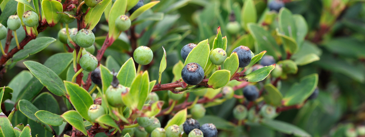 Snoepen uit eigen tuin: ontdek de Vaccinium (blauwe bosbes)