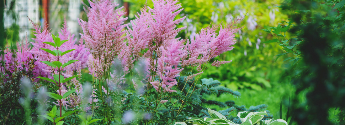 Schaduw: vaste planten | Huis & Tuin Hoogeveen