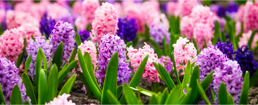 Voorjaarsbollen koop je bij tuincentrum Huis & Tuin Hoogeveen!