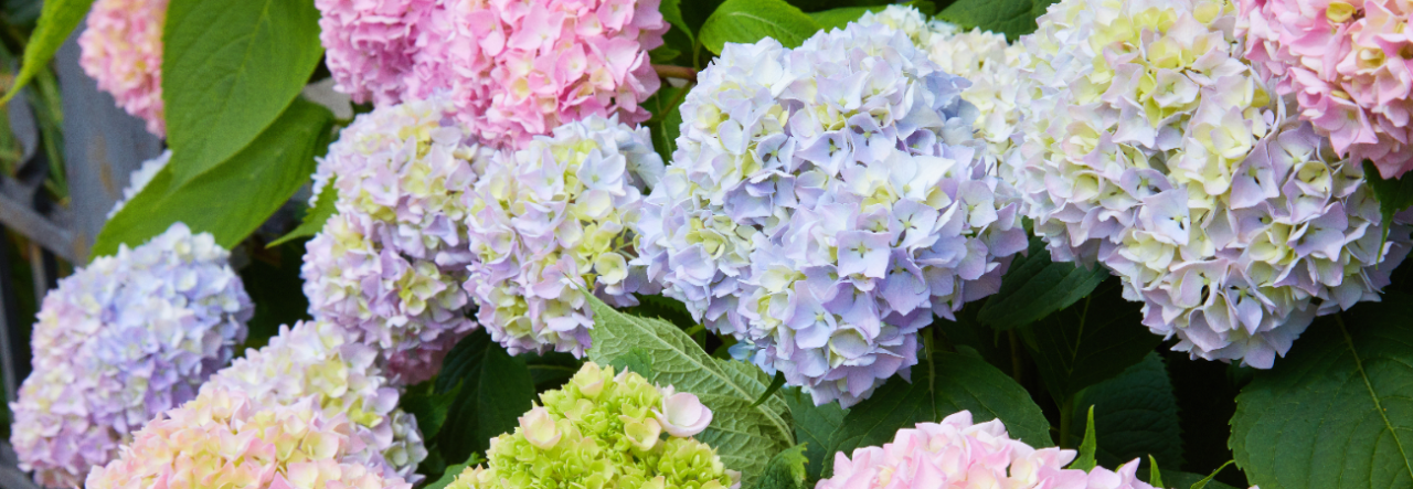 Ontdek de betoverende wereld van de Hydrangea macrophylla