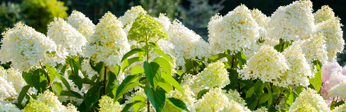 Betover je tuin met de pracht van de Hydrangea Paniculata 'Limelight'