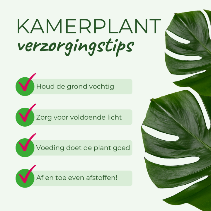 Voor bijzondere kamerplanten ben je bij Huis & Tuin Hoogeveen aan het juiste adres!