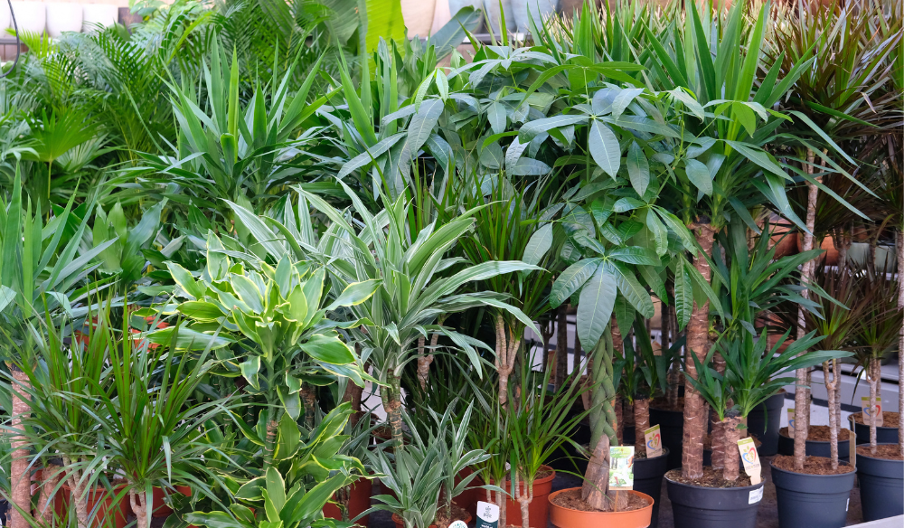 Kamerplanten | Huis & Tuin Hoogeveen Kamerplanten | Huis & Tuin Hoogeveen