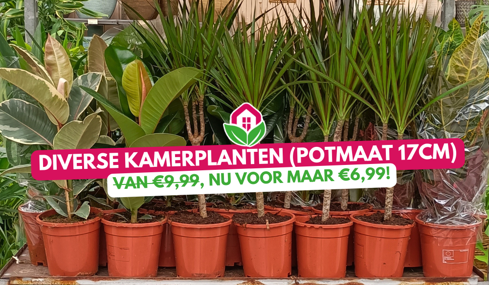 Aanbieding | Huis & Tuin Hoogeveen