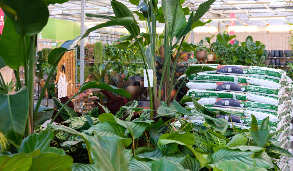 Kamerplanten | Huis & Tuin Hoogeveen Kamerplanten | Huis & Tuin Hoogeveen