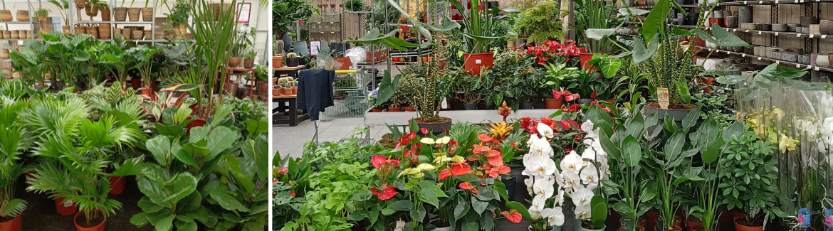 Kamerplanten aanbieding bij Huis & Tuin Hoogeveen!