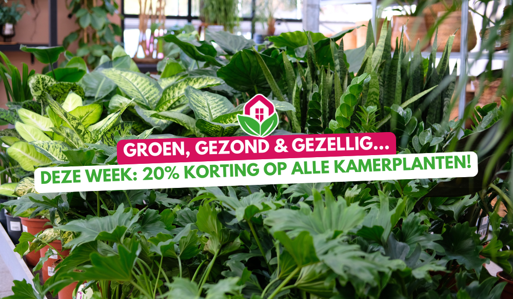 Aanbieding | Huis & Tuin Hoogeveen Aanbieding | Huis & Tuin Hoogeveen