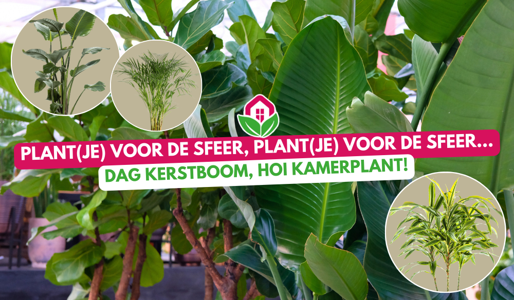Aanbieding | Huis & Tuin Hoogeveen
